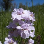 Wiesenschaumkraut (Cardamine pratensis) 23 Foto W. Willner