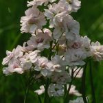 Wiesenschaumkraut (Cardamine pratensis) 33 Foto W. Willner