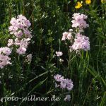 Wiesenschaumkraut (Cardamine pratensis) 38 Foto W. Willner