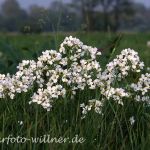 Wiesenschaumkraut (Cardamine pratensis) 43 Foto W. Willner