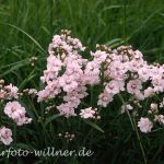 Wiesenschaumkraut (Cardamine pratensis) 46 Foto W. Willner