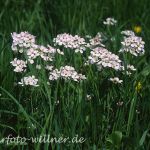 Wiesenschaumkraut (Cardamine pratensis) Foto W. Willner-13