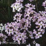 Wiesenschaumkraut (Cardamine pratensis) Foto W. Willner-7