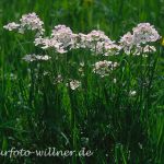 Wiesenschaumkraut (Cardamine pratensis) Foto W. Willner-8