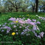 Wiesenschaumkraut in Streuobstwiese Foto W. Willner 767