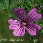 Wilde Malve (Malva sylvestris) 11 Foto W. Willner