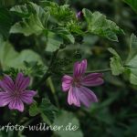 Wilde Malve (Malva sylvestris) 14 Foto W. Willner