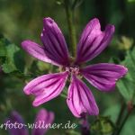 Wilde Malve (Malva sylvestris) 15 Foto W. Willner