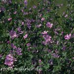 Wilde Malve (Malva sylvestris) 17 Foto W. Willner