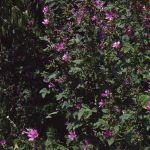 Wilde Malve (Malva sylvestris) 18 Foto W. Willner