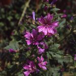 Wilde Malve (Malva sylvestris) 19 Foto W. Willner