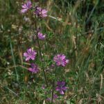 Wilde Malve (Malva sylvestris) 5 Foto W. Willner