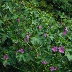 Wilde Malve (Malva sylvestris) Foto W. Willner-3