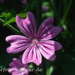 Wilde Malve (Malva sylvestris) Foto W. Willner-7