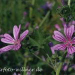 Wilde Malve (Malva sylvestris) Foto W. Willner-8