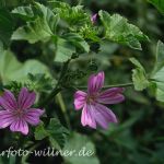 Wilde Malve (Malva sylvestris) Foto W. Willner-9
