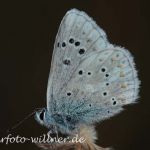 Wundklee-Bläuling 2 (Polyommatus dorylas) Foto W. Willner