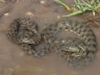 Würfelnatter 3 Naturfotoarchiv Willner