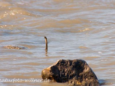 Würfelnatter Natrix tesselata Histria See Dobrogea Rumänien Naturfoto Willner_2017-08-18_0817_C0000_000130