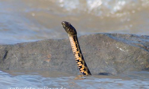 Würfelnatter Natrix tesselata Histria See Dobrogea Rumänien Naturfoto Willner_2017-08-18_0824_C0000_000103
