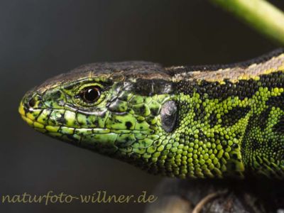Zauneidechse Männchen (Lacerta agilis)