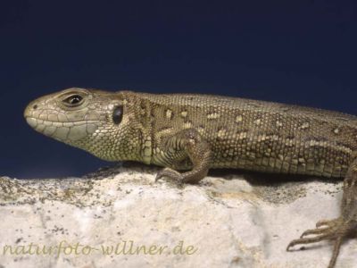 Zauneidechse Jungtier (Lacerta agilis)
