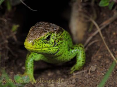 Zauneidechse 41 Foto W. Willner