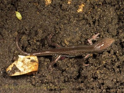 Zauneidechse Jungtier (Lacerta agilis)