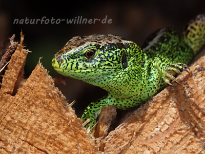 Zauneidechse (Lacerta agilis) 29 Foto W. Willner