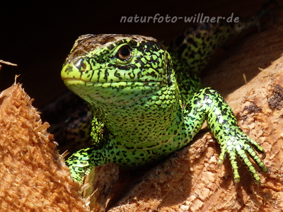 Zauneidechse (Lacerta agilis) 32 Foto W. Willner