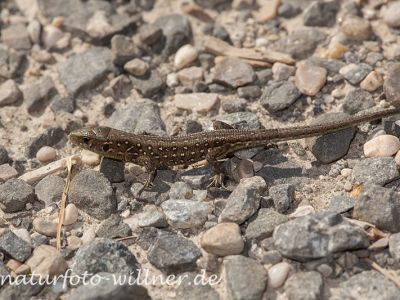Zauneidechse (Lacerta agilis) 34 Foto W. Willner
