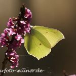 Zitronenfalter 2 Foto W. Willner