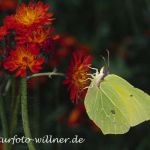 Zitronenfalter 26 Foto W. Willner