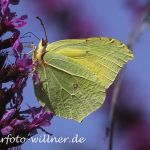 Zitronenfalter 32 Foto W. Willner