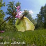 Zitronenfalter 35 Foto W. Willner