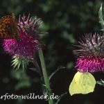 Zitronenfalter 36 Foto W. Willner