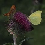 Zitronenfalter 39 Foto W. Willner