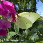 Zitronenfalter 40 Foto W. Willner