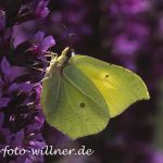 Zitronenfalter 49 Foto W. Willner
