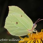 Zitronenfalter 64 Foto W. Willner