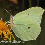 Zitronenfalter 69 Foto W. Willner