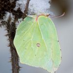 Zitronenfalter überwinternd (Gonepteryx rhamni) Foto W. Willner-23