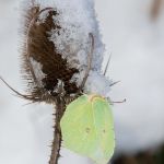 Zitronenfalter überwinternd (Gonepteryx rhamni) Foto W. Willner-25