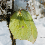 Zitronenfalter überwinternd (Gonepteryx rhamni) Foto W. Willner-6