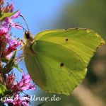 Zitronenfalter(Gonepteryx rhamni) Foto W. Willner-10