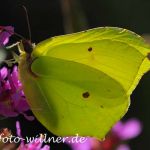Zitronenfalter(Gonepteryx rhamni) Foto W. Willner-12