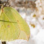 Zitronenfalter(Gonepteryx rhamni) Foto W. Willner-19