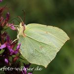 Zitronenfalter(Gonepteryx rhamni) Foto W. Willner-2