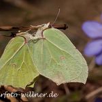 Zitronenfalterpaarung Foto W. Willner-21