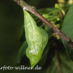 Zitronenfalterpuppe 1 Foto W. Willner